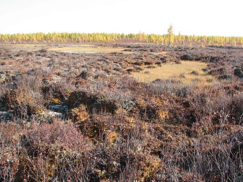 Эколого-геокриологические условия месторождения Томтор (Северо-Западная Якутия)