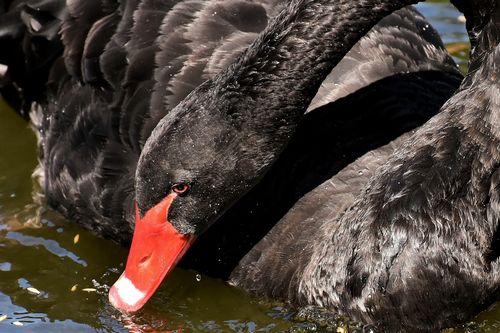 Инженерная геология и Чёрные лебеди. Часть 2. Реальность Крайнестана