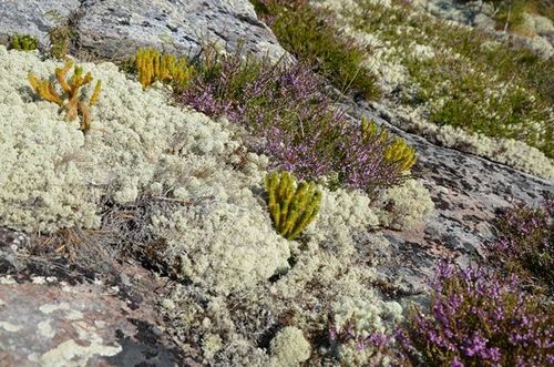 Роль лишайников-эпилитов в эколого-геологических системах