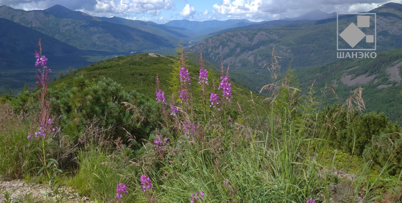 Высотно-поясное распределение наземных позвоночных в юго-западной части Баджальского хребта